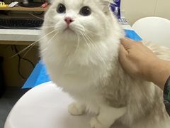 -美联众合爱康动物医院•复杂内科•肿瘤科•牙科•腔镜诊疗中心