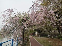 -高东镇樱花园