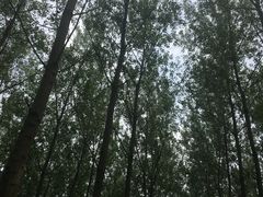 -黄海国家森林公园