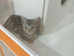 -三花喵·撸猫购宠·宠物生活馆(虹桥南丰城店)