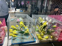 -中环花鸟鱼虫市场