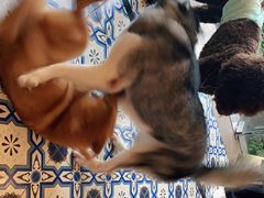 -more than meow吴止猫主题餐厅(承德 中船汇店)