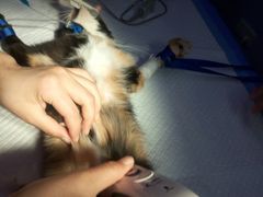 -芭比堂动物医院·犬猫全科·异宠专科(雁塔分院)