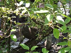 -麦当劳(南后街店)