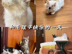 -楼上猫咖(罗湖店)