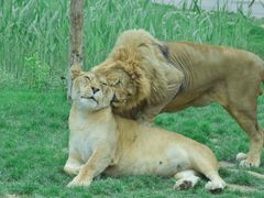 -北京野生动物园