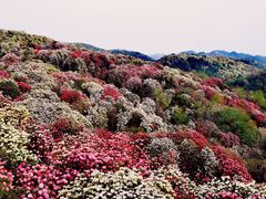 -贵州百里杜鹃风景名胜区