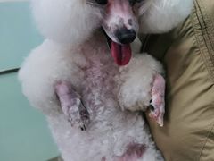 -宠福鑫康馨动物医院·骨科·眼科