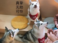 -Husky Go! 哈士奇体验馆·宠物咖啡厅狗咖