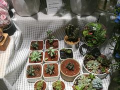 -谷莠子花艺·气球派对·绿植造景·花艺沙龙(金光华广场店)