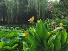 -陈家山荷花公园