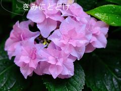 -杭州植物园