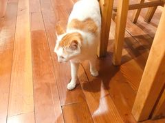 -猫的天空之城概念书店(苏州平江店)