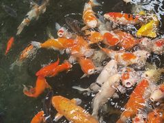 -南宫五洲植物乐园