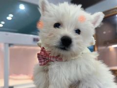 -翊宠yipet猫狗购宠庄园犬舍•猫舍