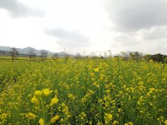 -光明小镇欢乐田园