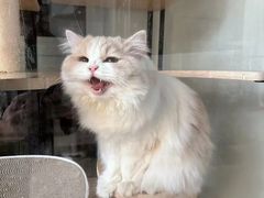 -三花喵·撸猫购宠·宠物生活馆(虹桥南丰城店)