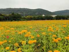 -长广溪湿地公园