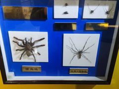 -上海昆虫博物馆