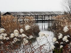 -苏州太湖湖滨国家湿地公园
