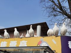 -成都华侨城欢乐里