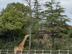 -上海野生动物园