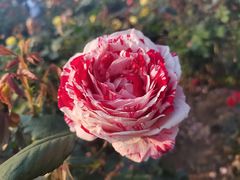 -人民公园(罗湖区)