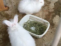 -神户市立六甲山牧场
