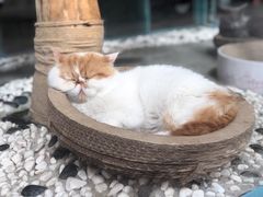 -喵屿·大理花园猫咖