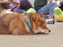 -逗柴咖啡屋·狗咖猫咖宠物桌游