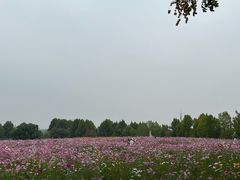 -花博汇(知音花月夜)
