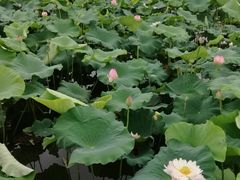 -荷塘月色湿地公园·向阳花洲