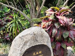 -中国科学院西双版纳热带植物园