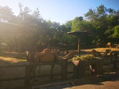 -清迈夜间动物园