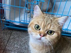 -喵汪萌宠屋旗舰店.洗澡美容.猫狗基地