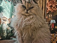 -喵屿·大理花园猫咖