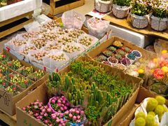 -循礼门鲜花花市(武汉循礼门店)