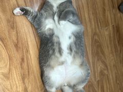 -MOCHA明星猫咖(田子坊店)