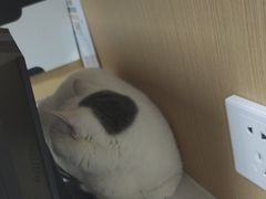 -瑞派康怡24h宠物医院·犬猫医疗中心·微创绝育(瑞景分院)