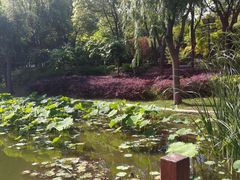 -陈家山荷花公园