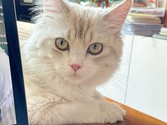 -猫大福·Fortune Cat猫舍(百子湾店)