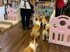 -柯斗斗主题餐厅·狗咖·围炉煮茶·茶饮(国瑞升平里店)