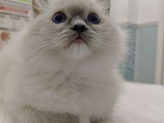 -纳吉亚猫专科动物医院·北北分院
