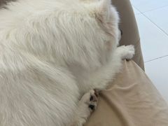 -怪兽屋·羊驼·猫咖·狗咖(俊华广场店)