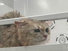 -翊宠yipet猫狗购宠庄园
