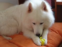 -小伙伴宠物医院•急重症转诊中心·老年专科·犬猫全科(北大街总院)