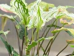 -萤火虫咖啡(砖著店)