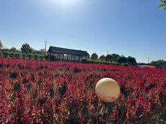 -广东花都香草世界旅游度假区