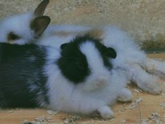 -龟与熊猫宠物公园(南坪店)