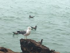 -海驴岛(荣成市)